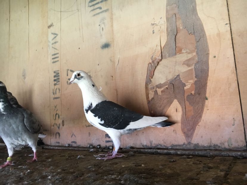 5B6FE0F6-4CAC-41DC-80AC-848F67F218C6 - P-porumbei 2020