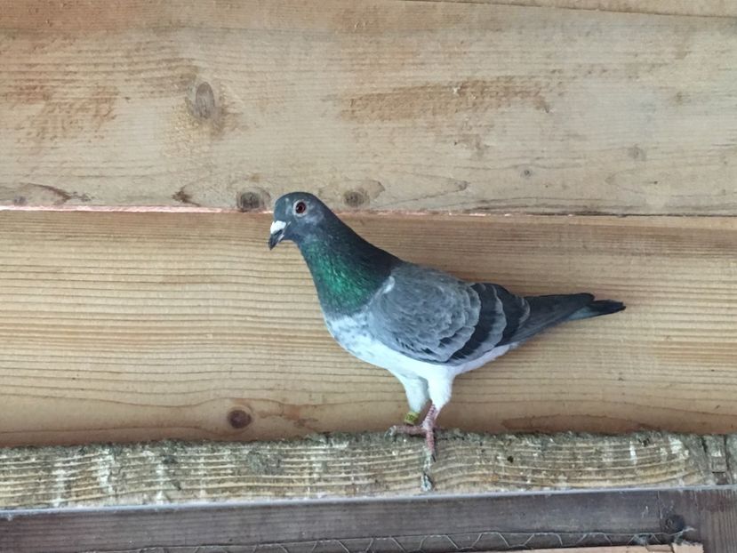 3BCB37A4-836C-490E-9307-60DEB944E609 - P-porumbei 2020