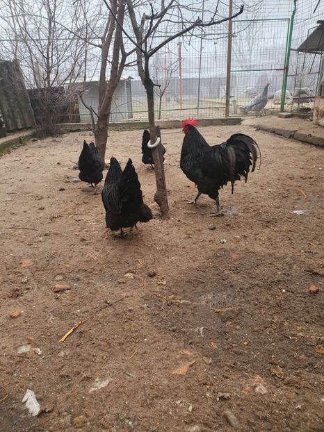  - Fam 1 australorp negru 2020
