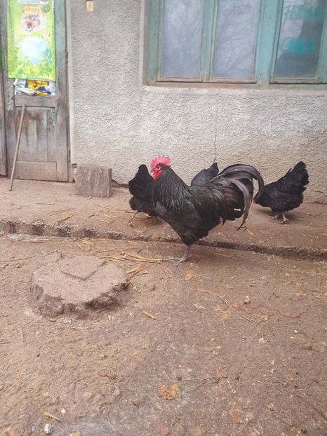  - Fam 1 australorp negru 2020