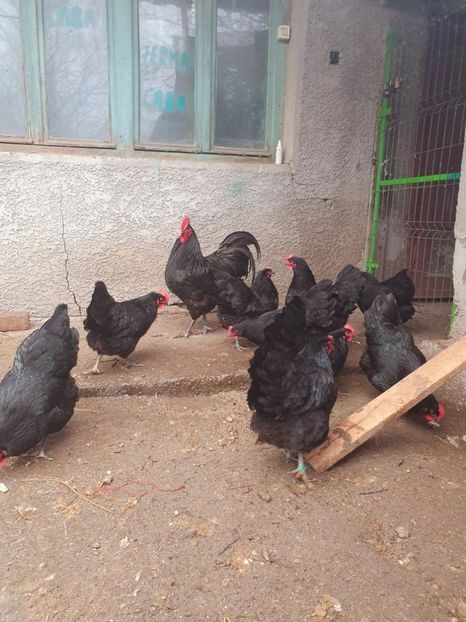  - Fam 1 australorp negru 2020