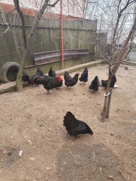  - Fam 1 australorp negru 2020