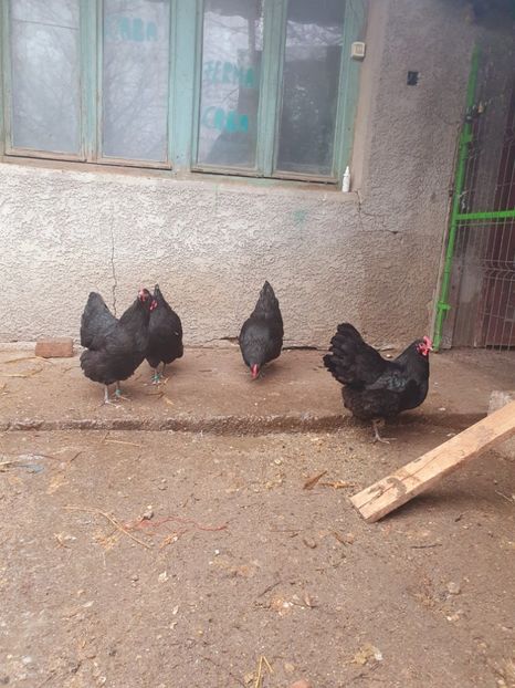  - Fam 1 australorp negru 2020