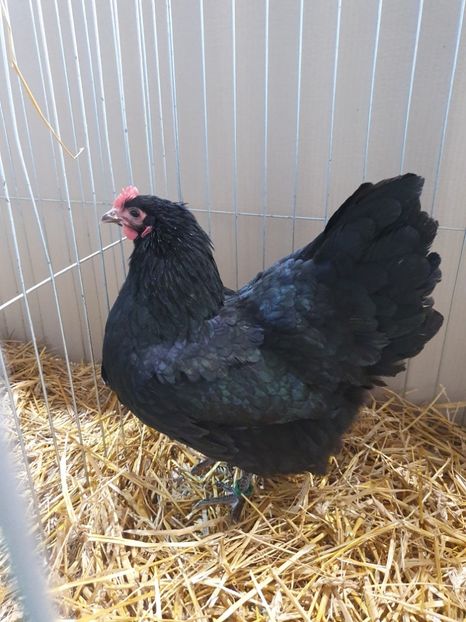  - Fam 1 australorp negru 2020