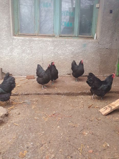  - Fam 1 australorp negru 2020