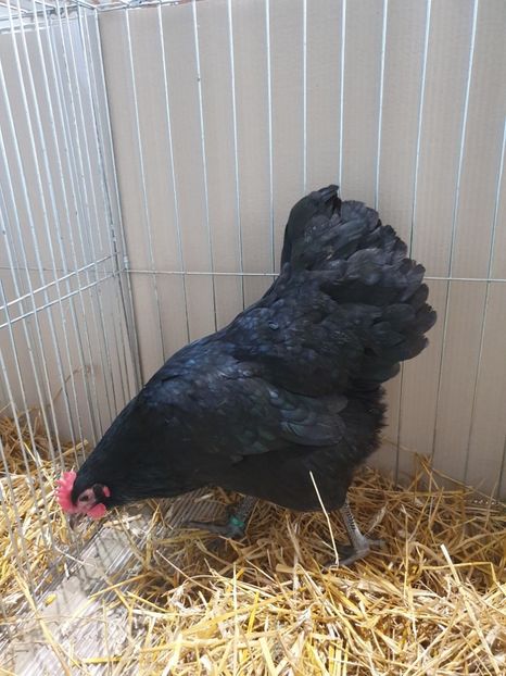  - Fam 1 australorp negru 2020