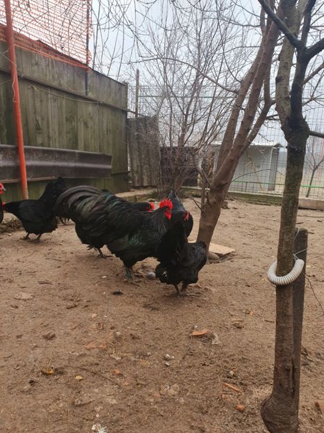  - Fam 1 australorp negru 2020
