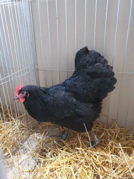  - Fam 1 australorp negru 2020