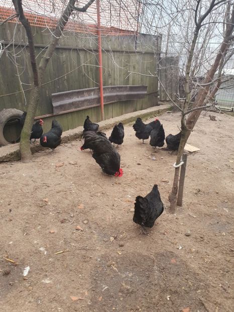  - Fam 1 australorp negru 2020