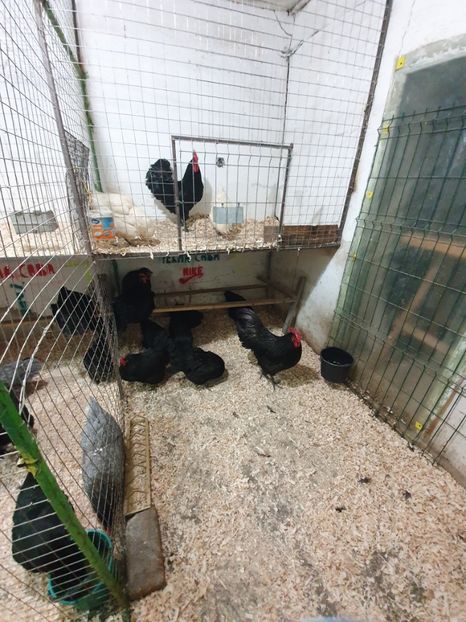  - Fam 1 australorp negru 2020