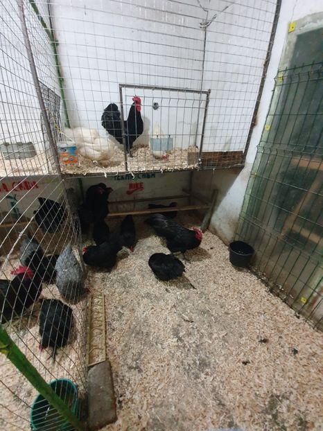  - Fam 1 australorp negru 2020