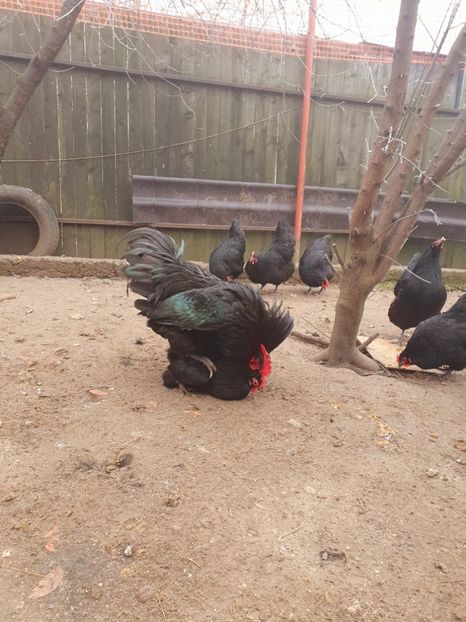  - Fam 1 australorp negru 2020