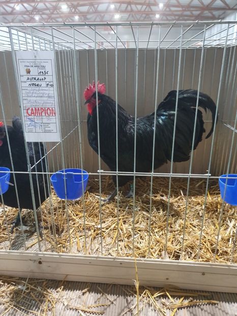  - Fam 1 australorp negru 2020