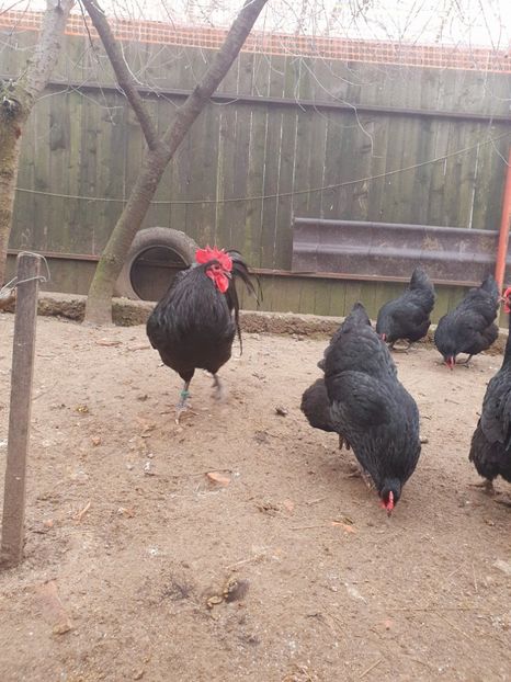  - Fam 1 australorp negru 2020