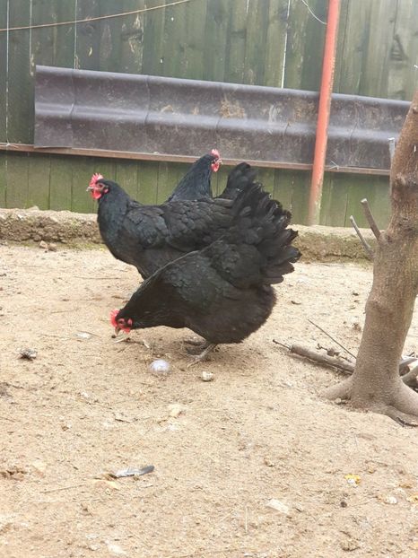  - Fam 1 australorp negru 2020