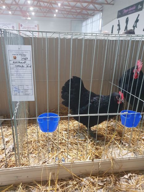  - Fam 1 australorp negru 2020