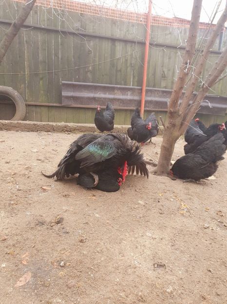  - Fam 1 australorp negru 2020