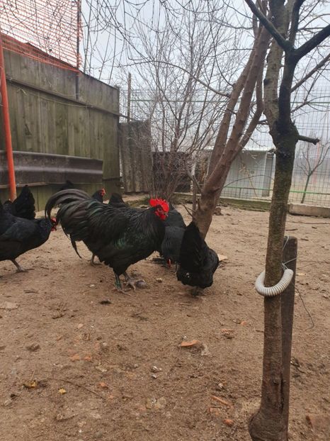 - Fam 1 australorp negru 2020