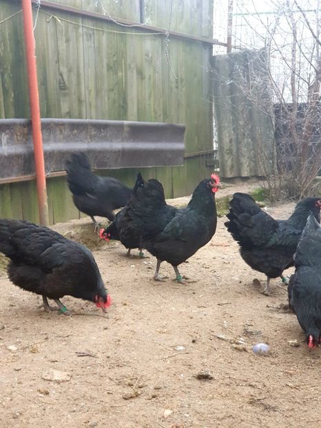 - Fam 1 australorp negru 2020
