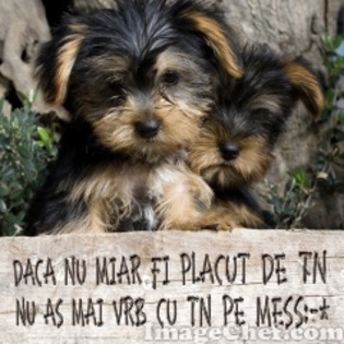 sampd8c5113891ba8ca8 - Animale