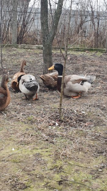  - Fam 1 australorp negru 2020
