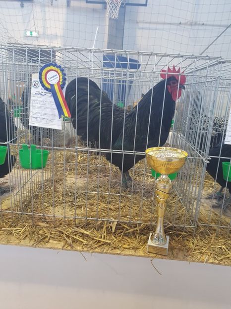  - Fam 1 australorp negru 2020