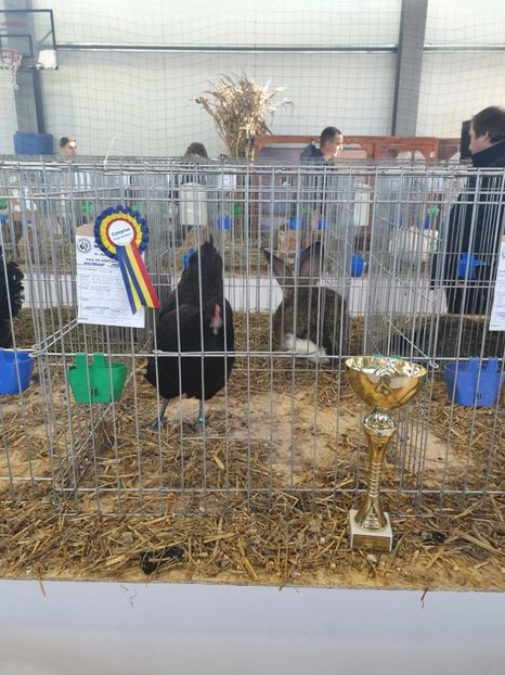  - Fam 1 australorp negru 2020