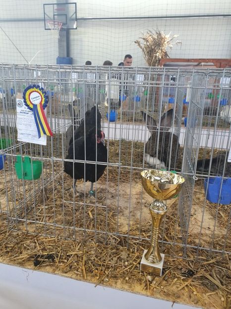  - Fam 1 australorp negru 2020