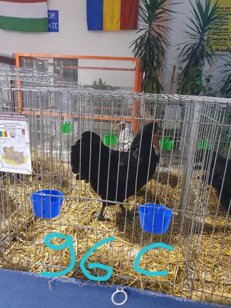  - Fam 1 australorp negru 2020