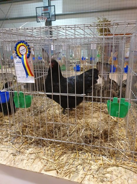  - Fam 1 australorp negru 2020