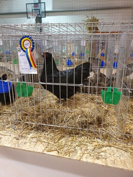  - Fam 1 australorp negru 2020
