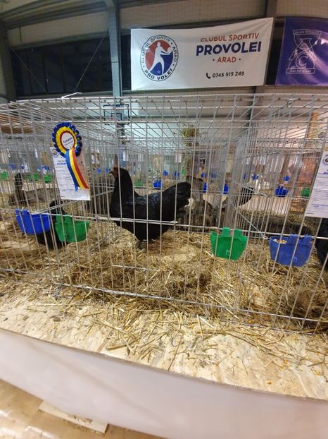  - Fam 1 australorp negru 2020