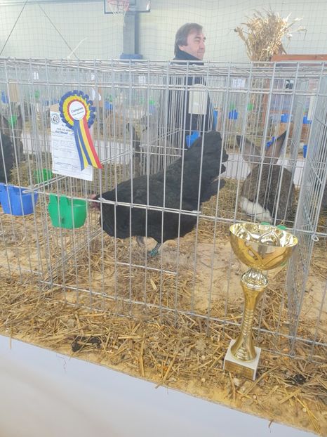  - Fam 1 australorp negru 2020