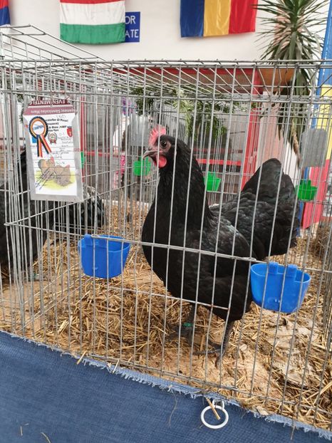  - Fam 1 australorp negru 2020