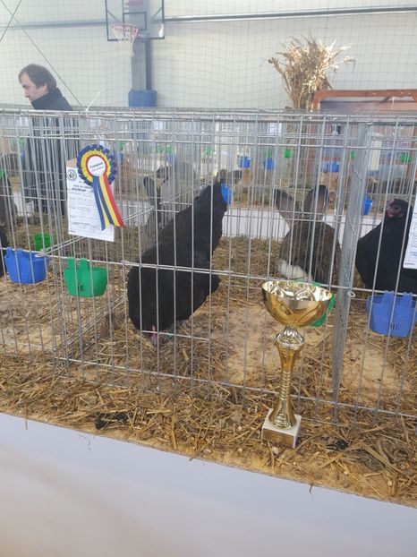  - Fam 1 australorp negru 2020