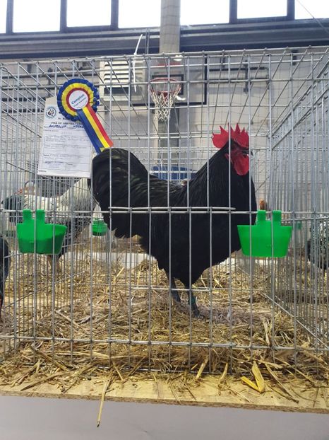  - Fam 1 australorp negru 2020