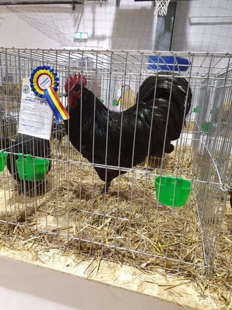  - Fam 1 australorp negru 2020