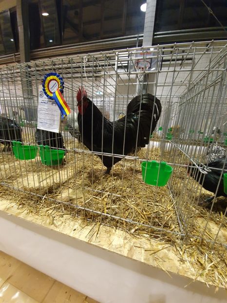  - Fam 1 australorp negru 2020