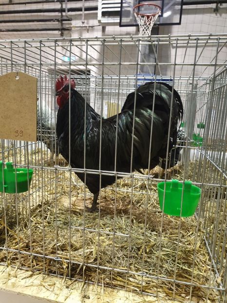  - Fam 1 australorp negru 2020