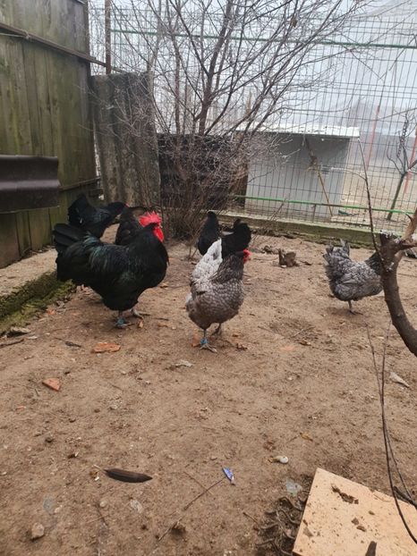  - Fam 2 australorp 2020