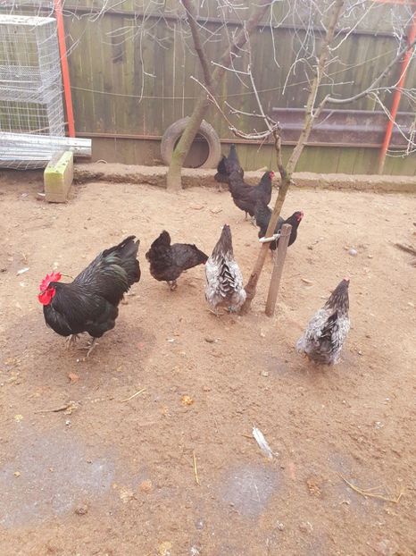  - Fam 2 australorp 2020
