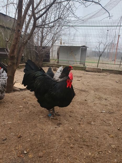  - Fam 2 australorp 2020