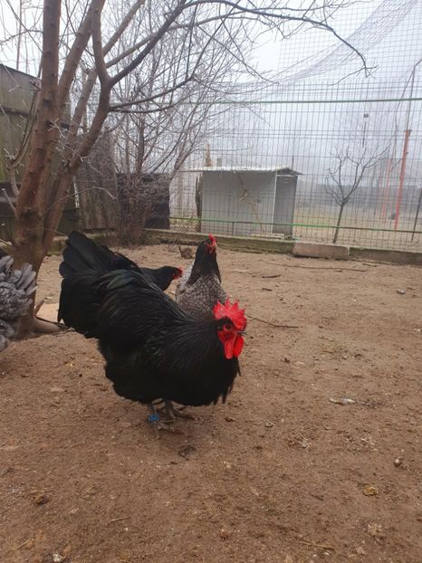  - Fam 2 australorp 2020