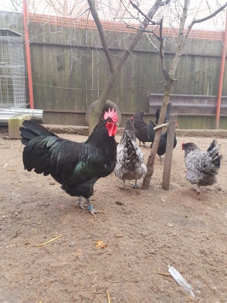  - Fam 2 australorp 2020