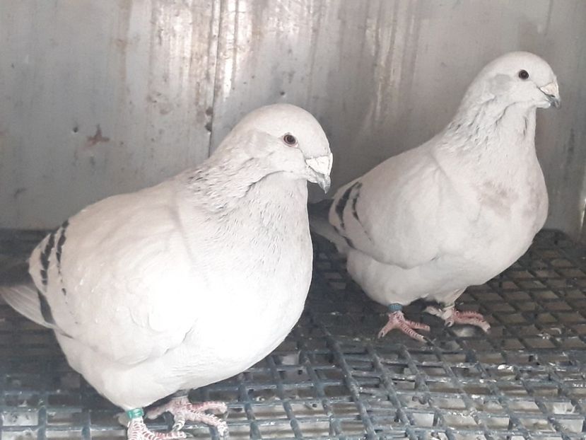  - POZE GRUP PORUMBEI