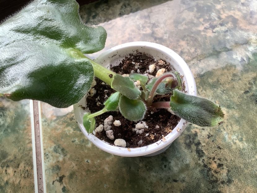  - AV Cyganskaya Sladba