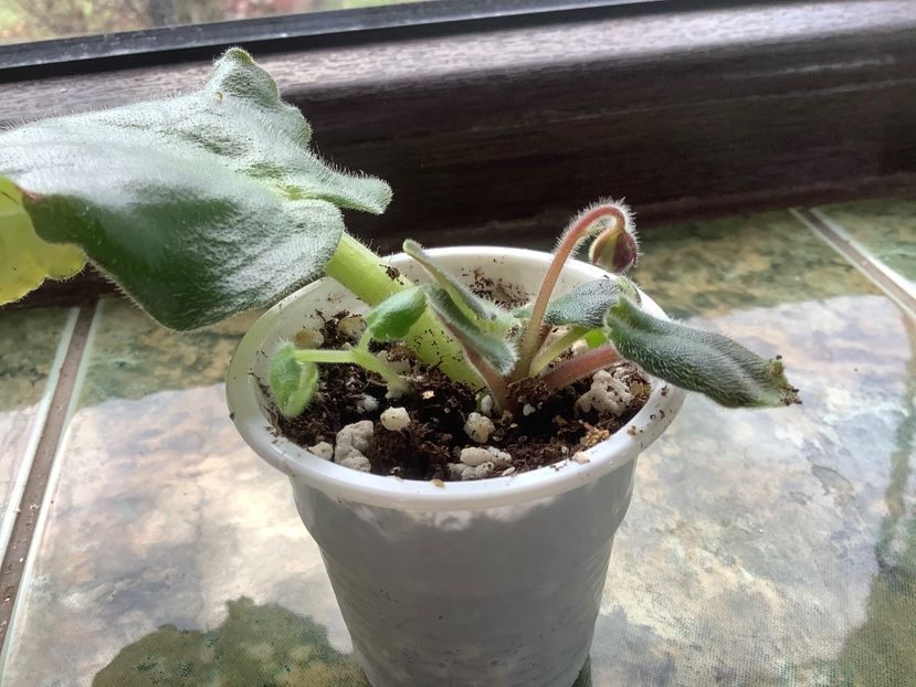  - AV Cyganskaya Sladba