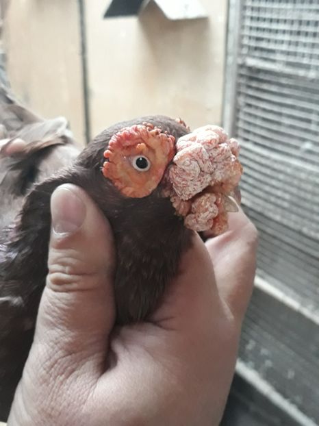  - Indian german 2020