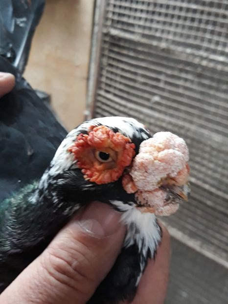  - Indian german 2020