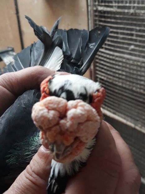  - Indian german 2020